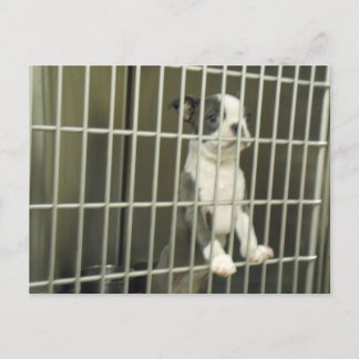 Cartão Postal Boston Terrier Puppy no abrigo