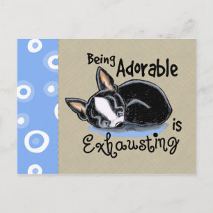 Cartão Postal Boston Terrier sendo adorável