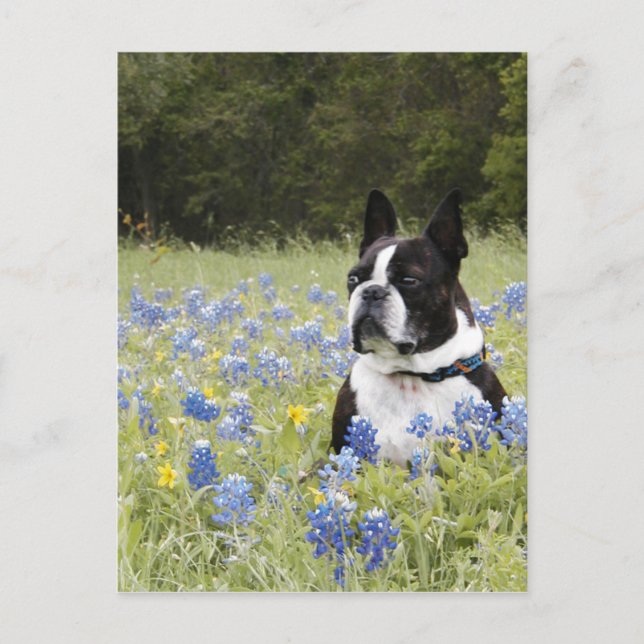 Cartão Postal Boston Terrier sentada num campo de Blue Bonnets (Frente)