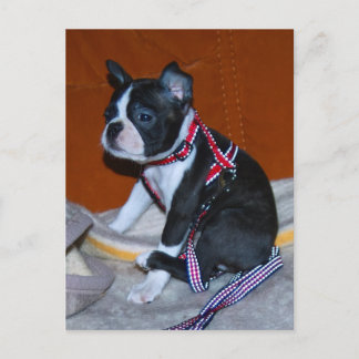 Cartão Postal Boston Terrier Welpe