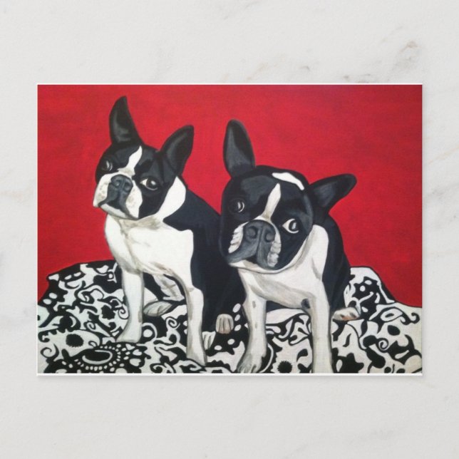 Cartão Postal Boston Terriers (Frente)