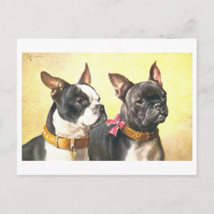 Cartão Postal Boston Terriers Antigos