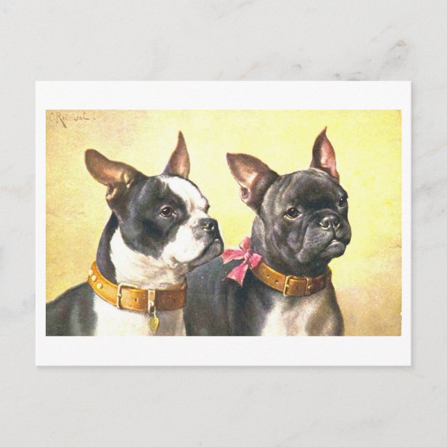 Cartão Postal Boston Terriers Antigos (Frente)