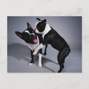 Cartão Postal Boston Terriers Repleto