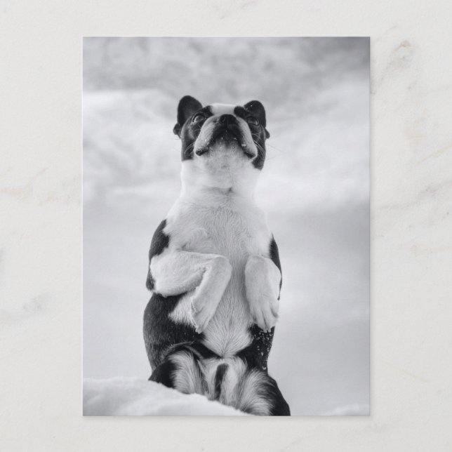 Cartão Postal Boston Terrior Praying (Frente)