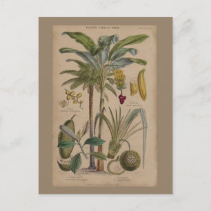 Cartão Postal Botânica Antica Fruta Tropical Palm