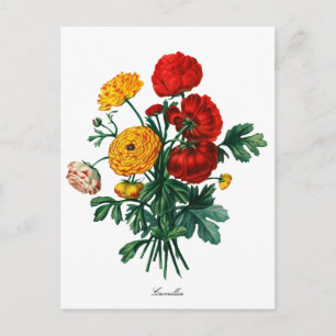 Cartão Postal Botânica Camellia Bokeh