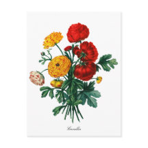 Botânica Camellia Bokeh