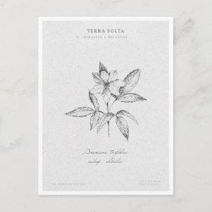 Cartão Postal Botanical Illustration 3 'The Awakening of Spring'