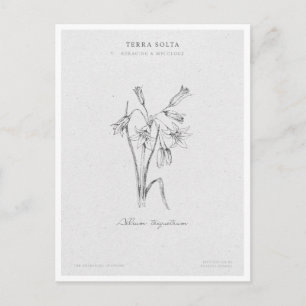 Cartão Postal Botanical Illustration 4 'The Awakening of Spring'