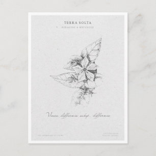 Cartão Postal Botanical Illustration 5 'The Awakening of Spring'