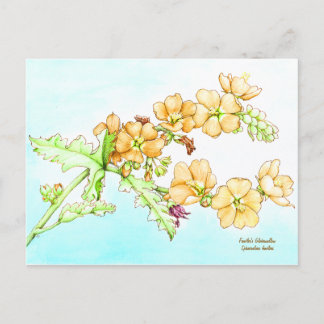 Cartão Postal Botanical wildflower watercolor, globemallow