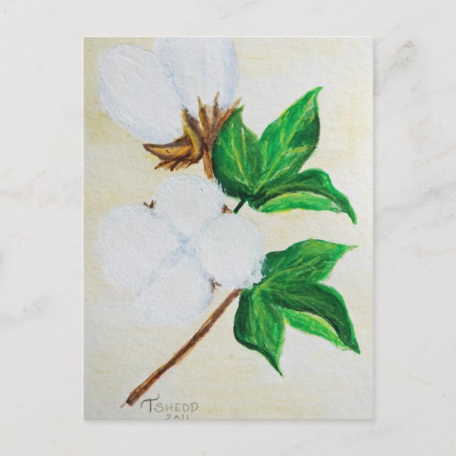 cartão postal botânico de cápsula de algodão (Frente)