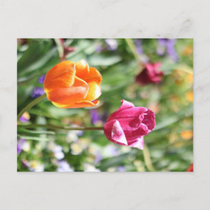 Cartão Postal Botânico de Tulipas Coloridas