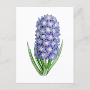 Cartão postal Botânico Hyacinth Vintage
