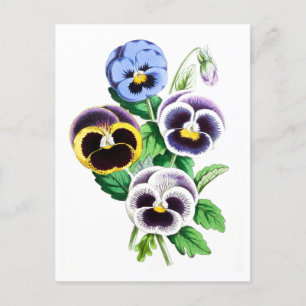 Cartão postal botânico Pansies Vintage