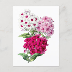 Cartão Postal Botânico Phlox Vintage