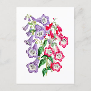 Cartão postal botânico primrose japonesa