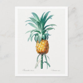 CARTÃO POSTAL BOTÂNICO REDOUTADO "PINEAPPLE"