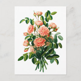 Cartão Postal Botânico Rosa Peony Bokeh