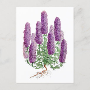 Cartão postal botânico vintage de tremoço roxo