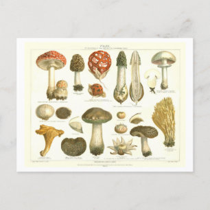 Cartão postal Botânico Vintage Mushroom