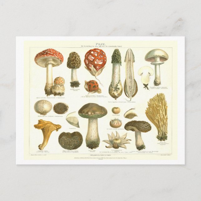 Cartão postal Botânico Vintage Mushroom (Frente)