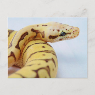 Cartão Postal Botão Amarelo Feche-se
