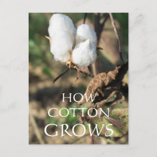 Cartão Postal Botão de algodão