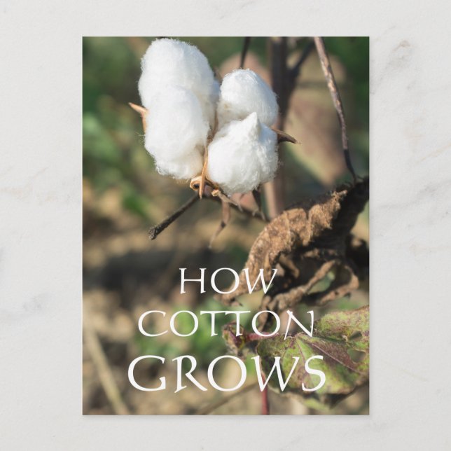 Cartão Postal Botão de algodão (Frente)
