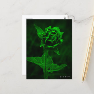 Cartão Postal "Botão de Girassol" 