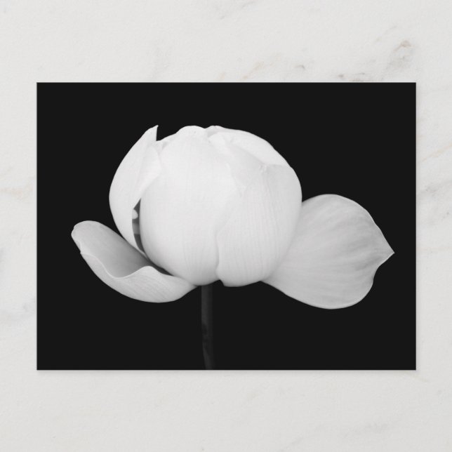 Cartão Postal Botão de Lótus  (Frente)