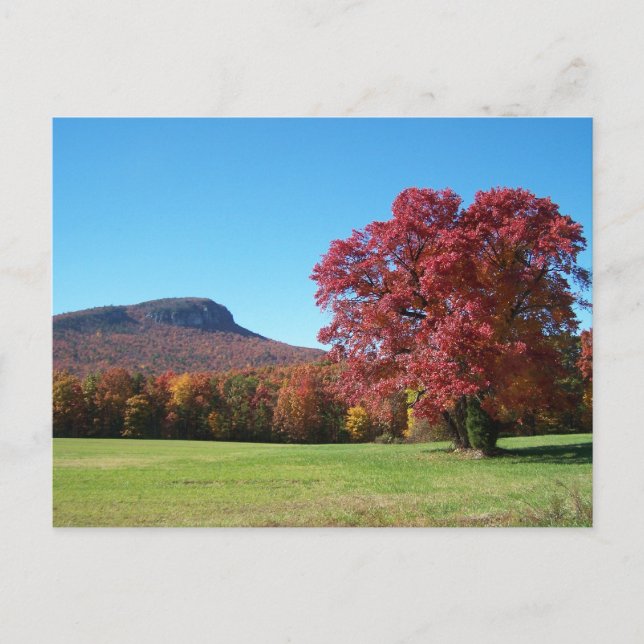 Cartão Postal Botão de Moore no Parque Estadual de Hanging Rock (Frente)