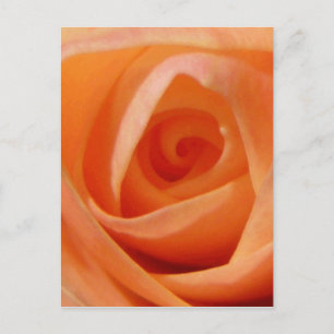 Cartão Postal Botão de Rosa