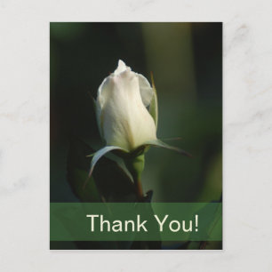 Cartão Postal Botão de Rosa Branco