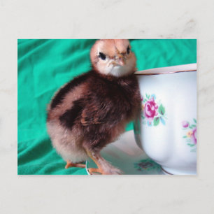 Cartão Postal Botas