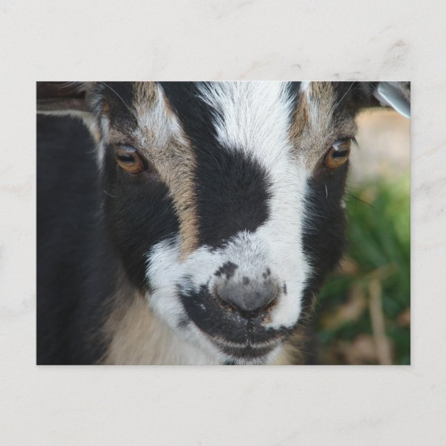 Cartão Postal Botões (Frente)