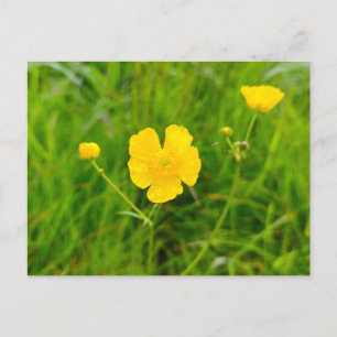 Cartão Postal Botões-de-ouro