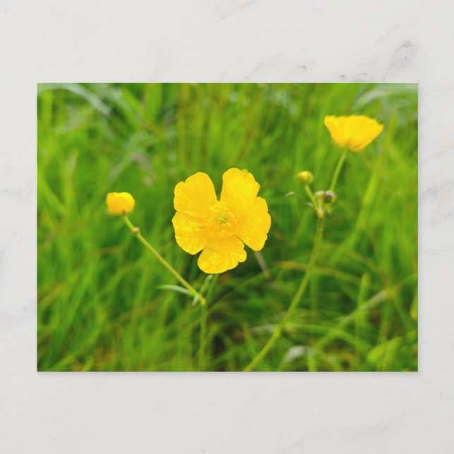 Cartão Postal Botões-de-ouro  (Frente)