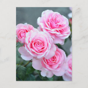 Cartão Postal Botões de rosa rosa