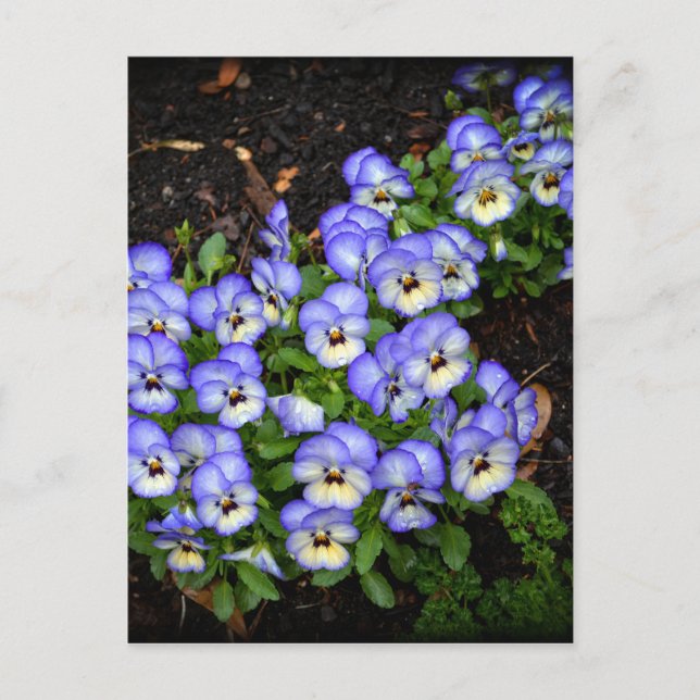 Cartão Postal Botões 'Escotar como' (Frente)