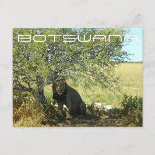 Cartão Postal Botsuana Central Kalahari Lion Savannah Viagem