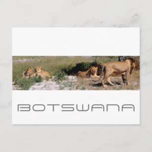 Cartão Postal Botsuana Central Kalahari Lions Savannah Viagem