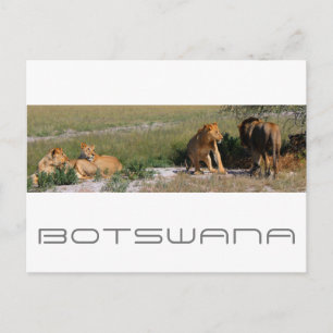 Cartão Postal Botsuana Central Kalahari Lions Savannah Viagem