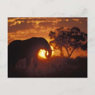 Cartão Postal Botswana, Parque Nacional Chobe, Elefante Macho