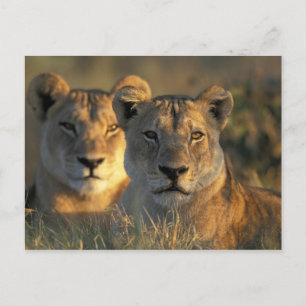Cartão Postal Botswana, Parque Nacional Chobe, Leões