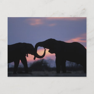 Cartão Postal Botswana, parque nacional de Chobe, elefantes