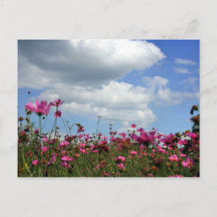 Cartão Postal Bottercups