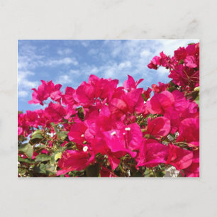 Cartão Postal Bougainvillea e Belo Céu Azul