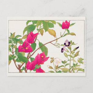Cartão Postal Bougainvillea, flor de osso selvagem de Tanigami K